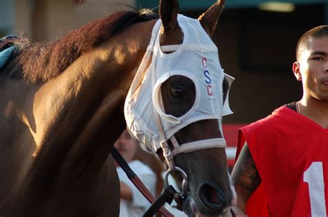 horse prerace|Horse (@HorsePreRace) .